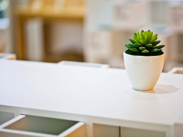 Small potted plants arranged together on a table